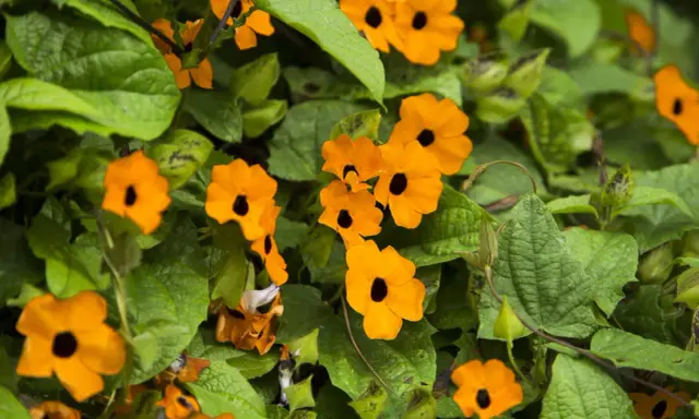 Des fleurs orange vif, comme des suzanne aux yeux noirs, s'épanouissent parmi le feuillage vert luxuriant.