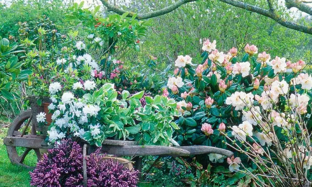 Un chariot de jardin rempli de rhododendrons blancs et roses, avec de la bruyère violette au premier plan. Une belle plante pour bordure sans entretien.