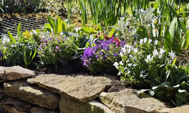 Un parterre fleuri avec des campanules vivaces couvre-sol bleues et blanches, des tulipes jaunes et des feuillages verts.