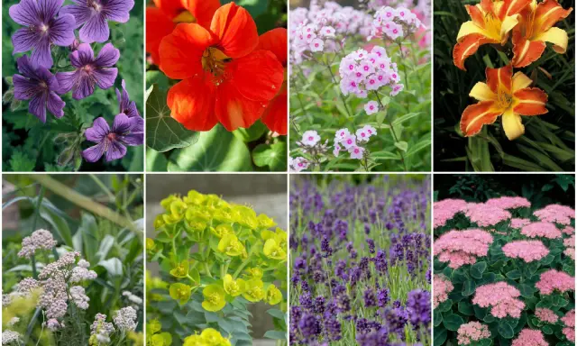 Fiołki, lawenda, bodziszek, wilczomlecz, rudbekia, floks, liliowiec, rozchodnik – rośliny, których nie lubią ślimaki.