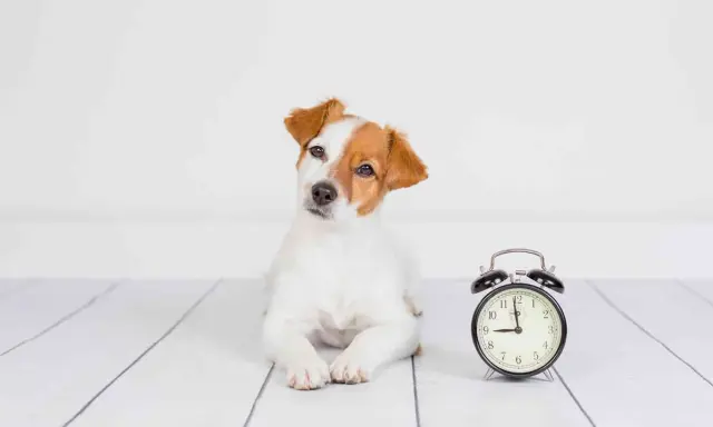 Szczeniak Jack Russell Terrier leży obok budzika. Czas na zabawę, since for kiedy?