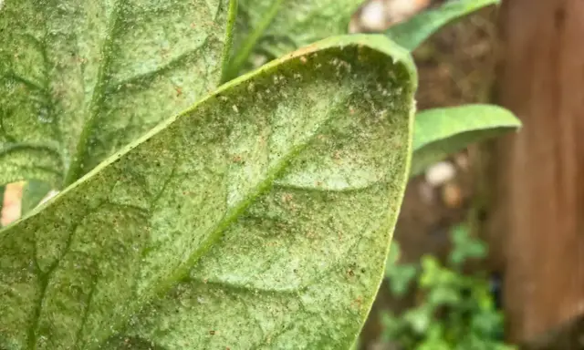 Close-up of a plant leaf covered in tiny black bugs, indicating a spider mite infestation.