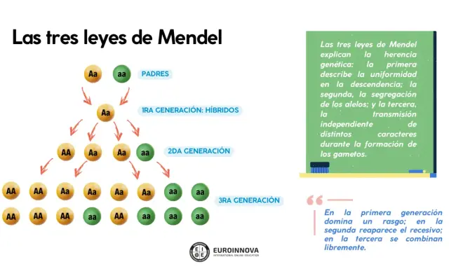 Diagrama de las leyes de Mendel, mostrando la herencia de alelos a través de generaciones. Ejemplos de ley de Mendel.