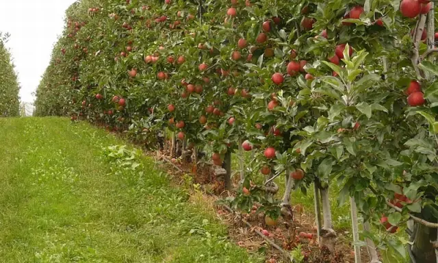 Rząd jabłoni uginających się pod ciężarem czerwonych owoców. Widać system nawadniania, który pomaga w uprawie, podobnie jak składniki odżywcze, np. azofoska.