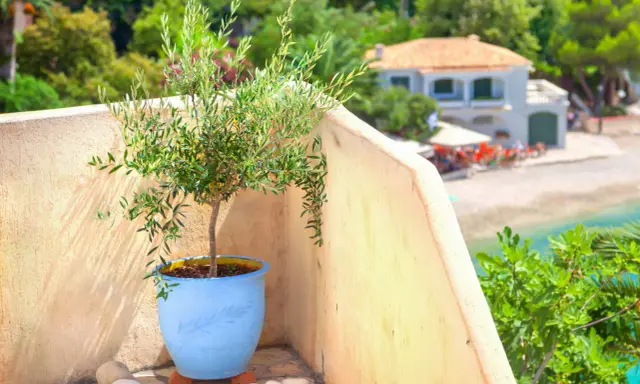 Un jeune olivier prêt à être rempoté, sur une terrasse ensoleillée avec vue sur la mer et une maison méditerranéenne.