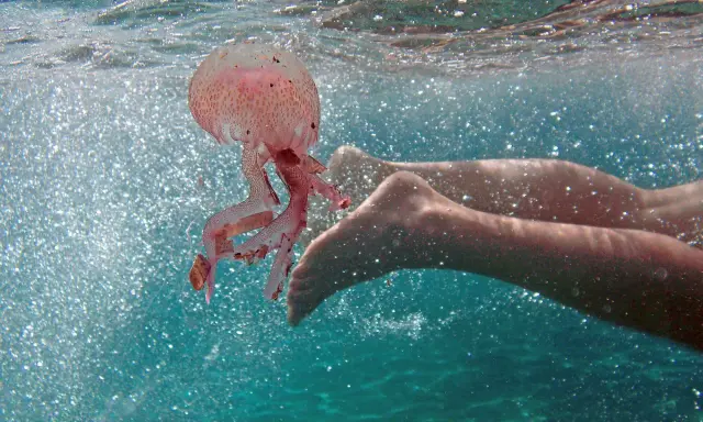 Una medusa rosa fluttua vicino ai piedi di un nuotatore in acque turchesi scintillanti.
