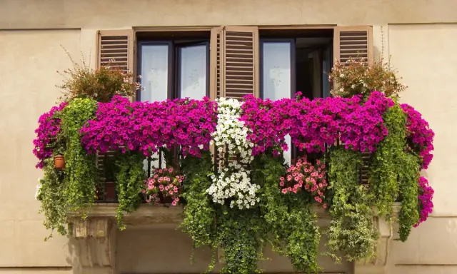 Balkon pełen kwitnących petunii i bluszczy. Wśród nich można rozpoznać kwiaty balkonowe nazwy: petunia, lobelia.