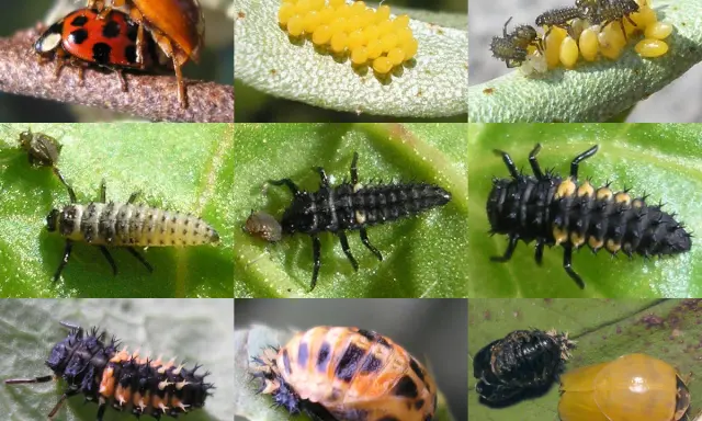 Collage of Asian lady beetle life stages: adults mating, eggs, larvae, pupa, and emerging adult.