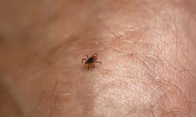 Jak wygląda kleszcz? Nie pomyl go z pieprzykiem! Poradnik