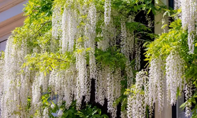 Une plante verte luxuriante s'épanouit avec de longues grappes de fleurs blanches tombantes, comme une cascade florale.