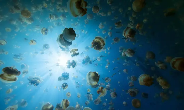 Un banco di meduse galleggia in acque blu, illuminate dai raggi del sole. Sorprendentemente, le meduse hanno il cervello, anche se non come lo intendiamo noi.