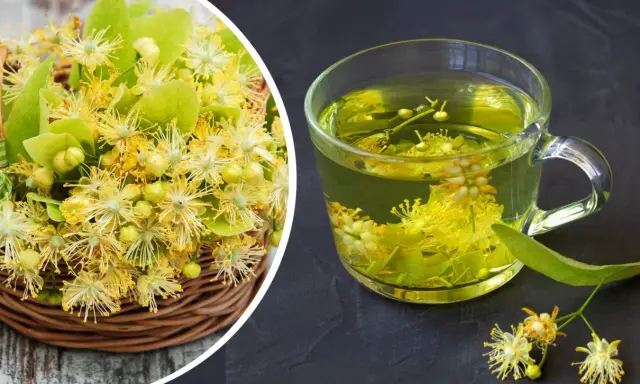 Koszyk pełen kwiatów lipy obok szklanki aromatycznej herbaty z lipy.