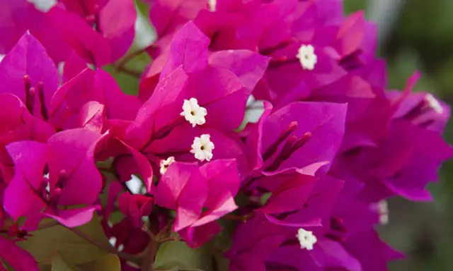 Flores vibrantes de buganvilla, ideales para un jardín soleado. Descubre los mejores buganvilla cuidados para que luzcan espectaculares.