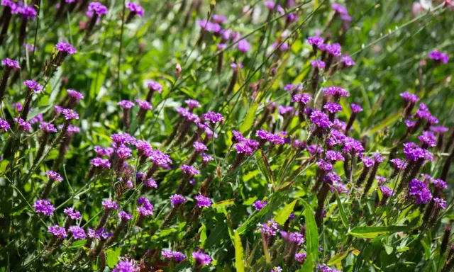Champ de fleurs violettes, évoquant la douceur d'une infusion verveine au soleil.