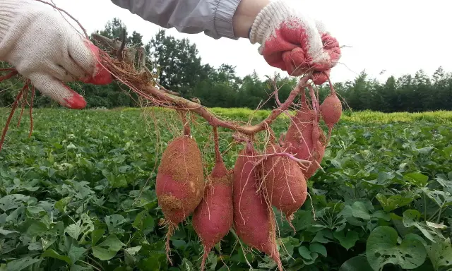 Gants blancs tenant une récolte de patates douces fraîchement arrachées. Le champ de patate douce s'étend à l'arrière-plan.
