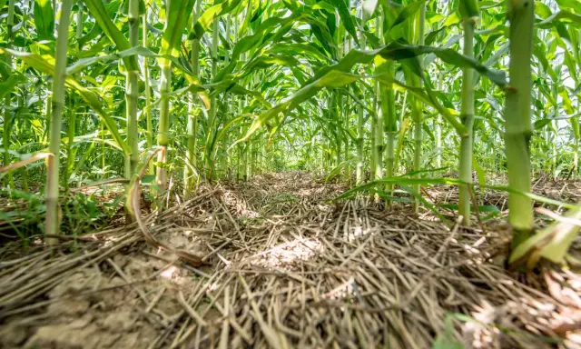 A low-angle view of a lush cornfield, showing thick stalks and green leaves. The ground is covered with dry stalks, hinting at a corn cover crop.