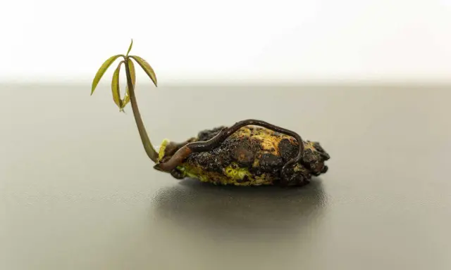 Un jeune plant de mangue germe d'un noyau, prêt à être planté.
