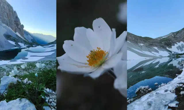 Fiori bianchi e laghi glaciali nei Monti Sibillini: cosa vedere in questo paesaggio incantato.