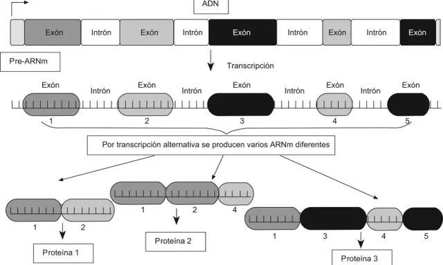 Diagrama ilustra cómo la transcripción de una molécula de ADN genera pre-ARNm, que luego, por transcripción alternativa, da lugar a diferentes ARNm y, finalmente, a distintas proteínas.