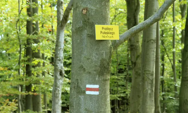 Szlak turystyczny na Przełęcz Pułaskiego (743 m n.p.m.) w lesie. Brak ściany płaczu, tylko zielone drzewa i szlak.