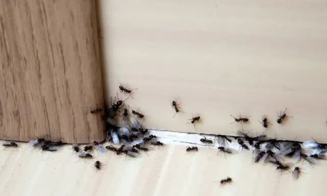 Rój czarnych mrówek, niektóre ze skrzydłami, zbliża się do drewnianego rogu. Może cynamon na mrówki zadziała?