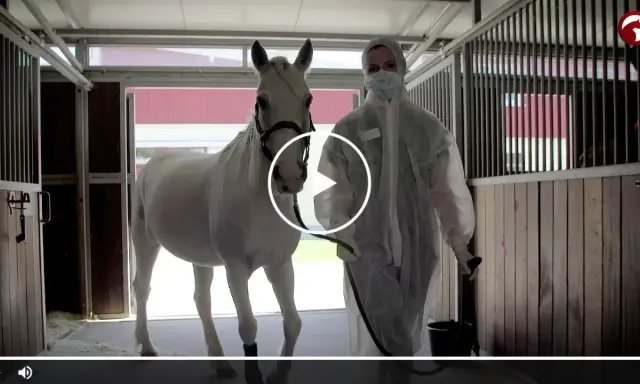 Tierarzt in Schutzkleidung führt weißes Pferd. Herpes beim Pferd ist meldepflichtig.
