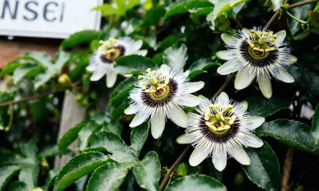Fleurs de passiflore blanches et violettes avec des feuilles vertes luxuriantes.