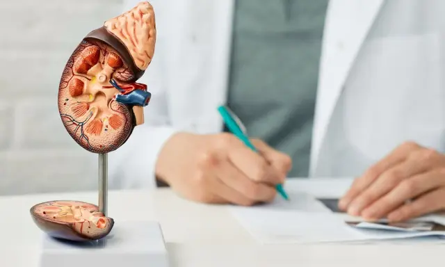 Model nerki z widocznym przekrojem, obok lekarz notuje diagnozę, być może dotyczącą torbieli korowej.