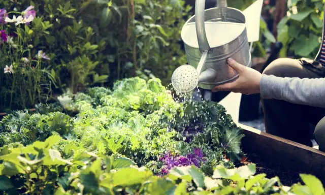 Une main arrose un potager luxuriant de choux frisés et de fleurs. C'est le moment idéal pour savoir quand arroser le potager.