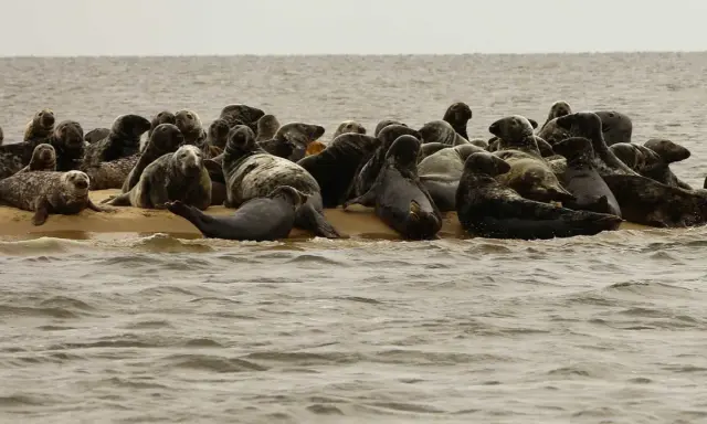 Na piaszczystej łasze, wśród fal, wypoczywa liczna kolonia fok.