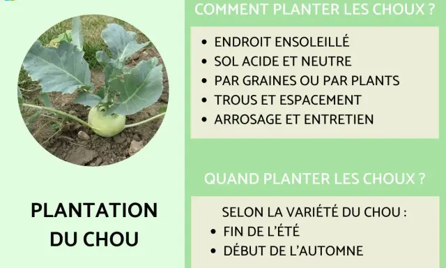 Un jeune plant de chou-rave pousse en pleine terre. Le texte indique "Plantation du chou" et donne des conseils pour la distance de plantation des choux.