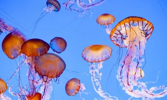 Un gruppo di meduse dai toni aranciati e violacei fluttua in un blu profondo. Alcune di queste meduse commestibili sembrano danzare con i loro tentacoli.