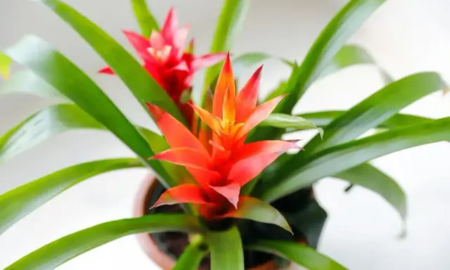 Jasnoczerwona bromelia kwiat trujący, z zielonymi liśćmi, w doniczce.