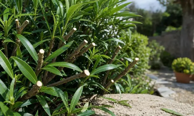 Arbustes à fleurs taillés, prêts pour une nouvelle pousse. Le bon moment pour savoir quand tailler les arbustes à fleurs est crucial pour leur floraison.