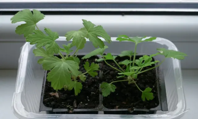 Młode sadzonki pelargonii w plastikowej osłonce. Czy geranium jest trujące? Te rośliny są bezpieczne dla zwierząt domowych i ludzi.