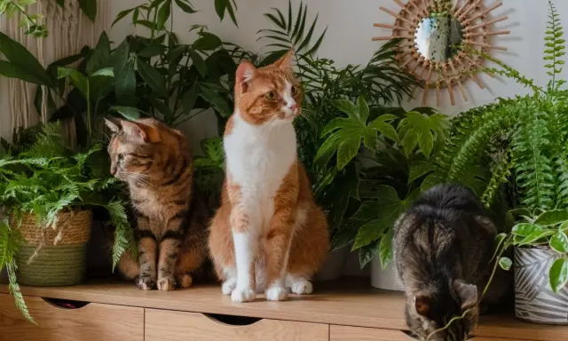 Trzy koty wśród bujnej zieleni. Wokół nich rosną kwiaty bezpieczne dla kota, tworząc przytulną, naturalną przestrzeń.