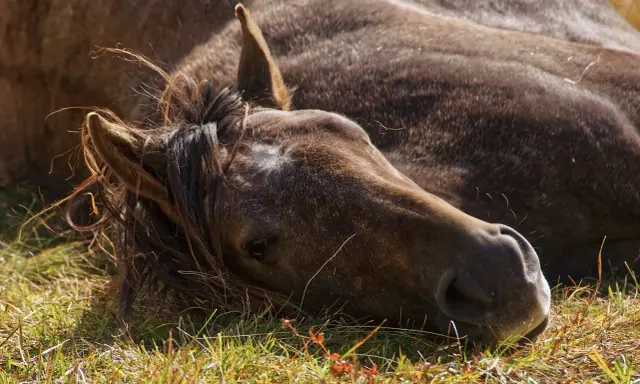 Ein braunes Pferd liegt erschöpft im Gras. Die Mähne fällt ins Gesicht. Mögliche Schlaganfall Pferd Symptome könnten hier zu sehen sein.