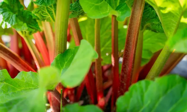 Gros plan sur des tiges rouges et vertes de rhubarbe en pot, avec des feuilles luxuriantes.