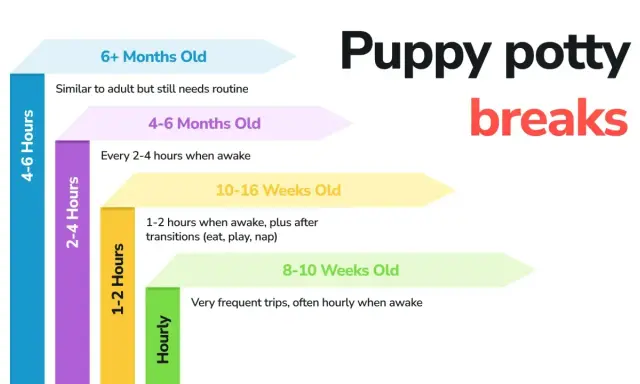Graphique montrant combien de temps un chien peut se retenir : les chiots de 8-10 semaines ont besoin de sorties horaires, ceux de 10-16 semaines toutes les 1-2 heures.