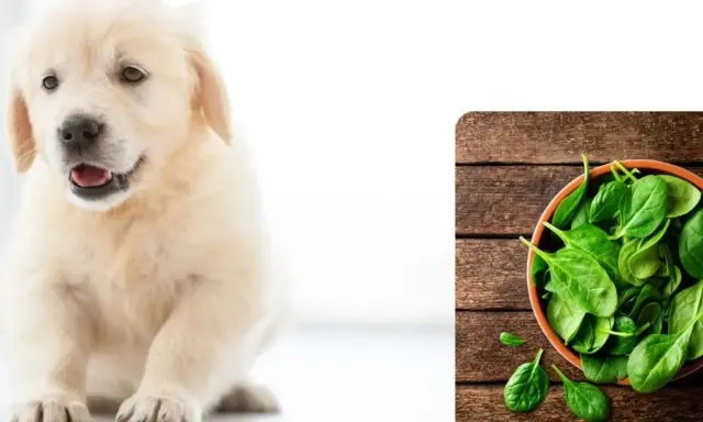 Słodki szczeniak golden retriever obok miseczki ze świeżym szpinakiem. Czy pies może jeść szpinak?