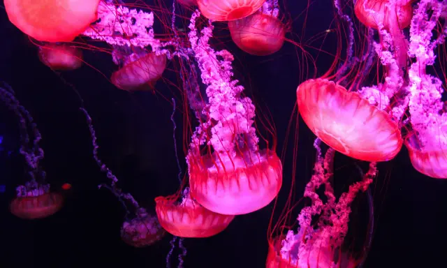 Meduse rosa e viola fluttuano nell'oscurità, con tentacoli sottili. Si nutrono di plancton e piccoli organismi marini.