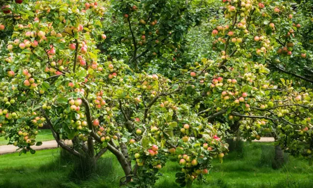 Arbres fruitiers en espalier chargés de pommes rouges et vertes, dans un jardin verdoyant.
