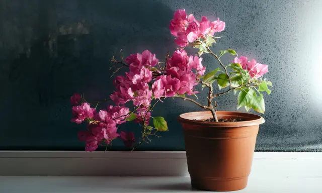 Un bougainvillier aux fleurs roses éclatantes, prêt pour son rempotage, sur un rebord de fenêtre.