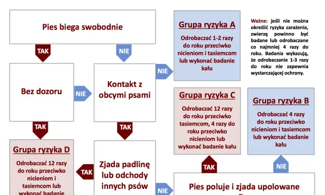 Schemat odrobaczania psów: od 1-2 do 12 razy rocznie, zależnie od ryzyka. Ważne, by wiedzieć, co ile odrobaczać psa.