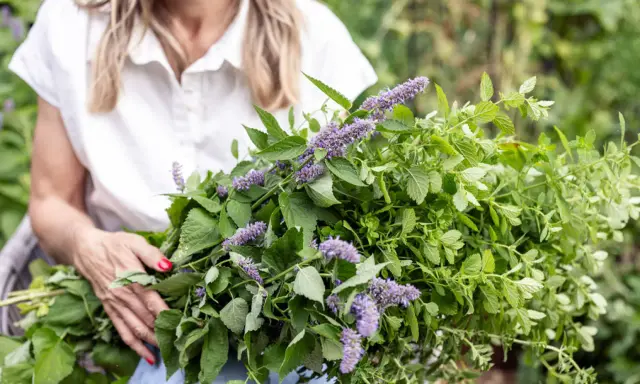 A woman holds a large bunch of fresh herbs, including lemon balm plant flowers, with delicate purple blooms and vibrant green leaves.