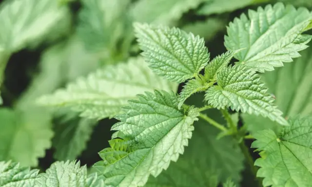 Zielone liście pokrzywy, idealne na napar z pokrzywy na włosy, tworzą gęsty, naturalny dywan.