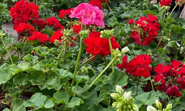 Kwitnący geranium w odcieniach czerwieni i różu, z zielonymi liśćmi.