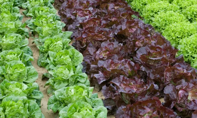 Légumes verts et rouges en rangées. Idéal pour savoir quand planter les salades en pleine terre.