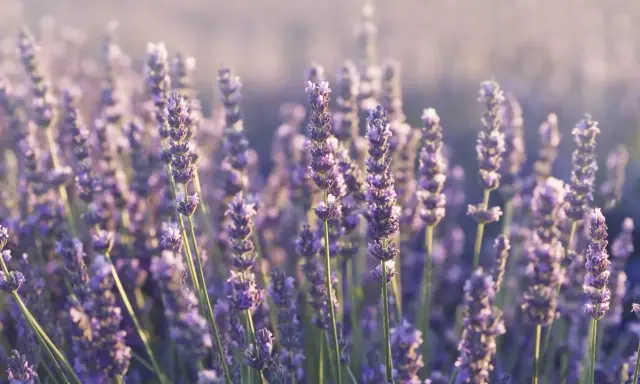 Pole pełne kwitnącej lawendy wąskolistnej (lavandula angustifolia) w delikatnym, rozproszonym świetle.
