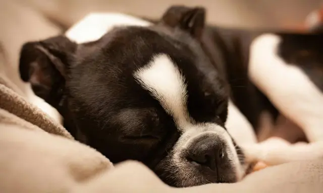 Czarno-biały pies Boston Terrier śpi głęboko na miękkim kocu. Widać, ile śpi pies, gdy odpoczywa.